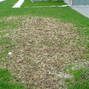 草坪上的白色幼虫损坏