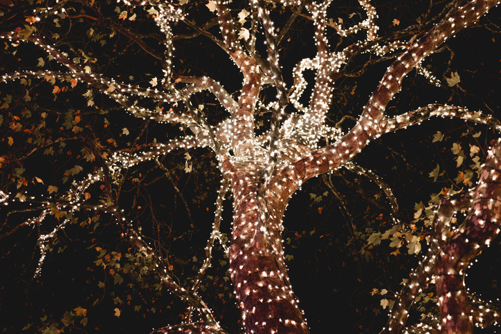 Outdoor lights on a tree