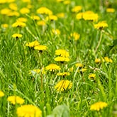 dandelions