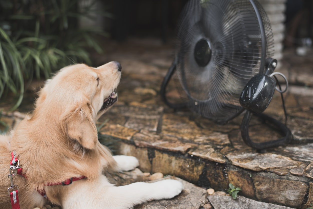 dog with fan