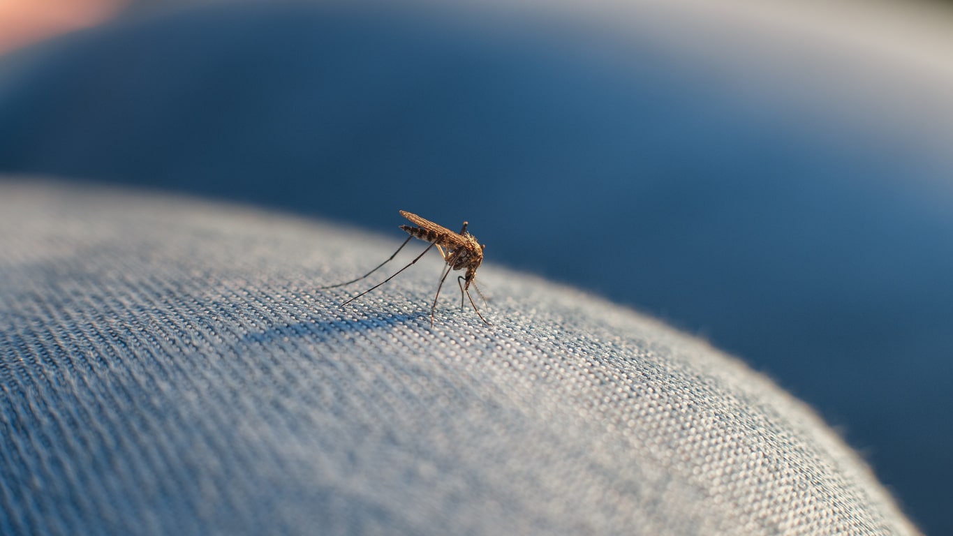 Mosquito on Clothing