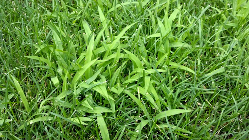 Crabgrass on lawn